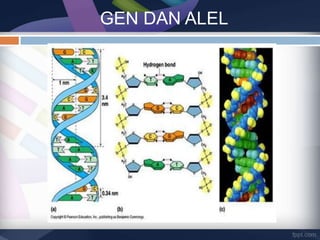 Substansi genetika HS XII | PPTX