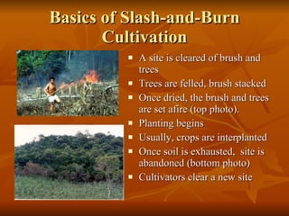 Basics of Slash-and-Burn Cultivation A site is cleared of brush and trees Trees are felled, brush stacked Once dried, the brush and trees are set afire (top photo). Planting begins Usually, crops are interplanted Once soil is exhausted,  site is abandoned (bottom photo) Cultivators clear a new site  