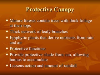 Protective Canopy Mature forests contain trees with thick foliage at their tops Thick network of leafy branches Epiphytic plants that derive nutrients from rain and air Protective functions Provide protective shade from sun, allowing humus to accumulate Lessens action and amount of rainfall  