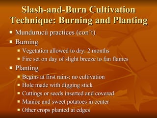 Slash-and-Burn Cultivation Technique: Burning and Planting Mundurucú practices (con’t) Burning Vegetation allowed to dry: 2 months Fire set on day of slight breeze to fan flames Planting Begins at first rains: no cultivation Hole made with digging stick Cuttings or seeds inserted and covered Manioc and sweet potatoes in center Other crops planted at edges 
