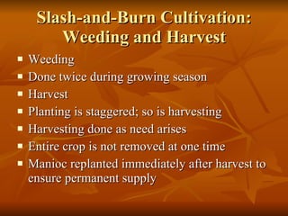 Slash-and-Burn Cultivation: Weeding and Harvest Weeding Done twice during growing season Harvest Planting is staggered; so is harvesting Harvesting done as need arises Entire crop is not removed at one time Manioc replanted immediately after harvest to ensure permanent supply 