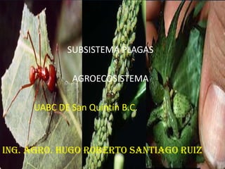 SUBSISTEMA PLAGAS AGROECOSISTEMA UABC DE San Quintín B.C. Ing. Agro. Hugo Roberto Santiago Ruiz 