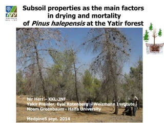 Subsoil properties as the main factors
in drying and mortality
of Pinus halepensis at the Yatir forest
Nir Herr – KKL-JNF
Yakir Preisler, Eyal Rotenberg - Weizmann Institute
Noam Greenbaum - Haifa University
Medpine5 sept. 2014
 