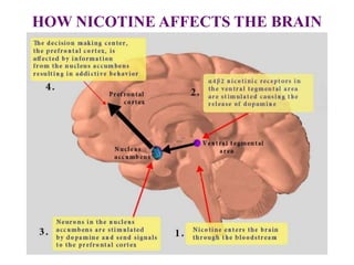 HOW NICOTINE AFFECTS THE BRAIN
 