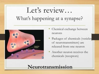 Let’s review…
What’s happening at a synapse?
• Chemical exchange between
neurons
• Packages of chemicals (vesicles
of neurotransmitters) are
released from one neuron
• Another neuron receives the
chemicals (receptors)
Neurotransmission
 
