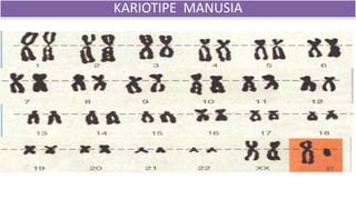 XY
KARIOTIPE MANUSIA
 