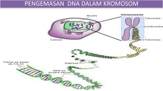 PENGEMASAN DNA DALAM KROMOSOM
 