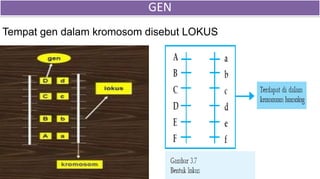 Tempat gen dalam kromosom disebut LOKUS
GEN
 