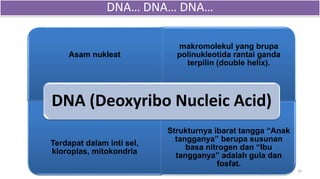 Asam nukleat
makromolekul yang brupa
polinukleotida rantai ganda
terpilin (double helix).
Terdapat dalam inti sel,
kloroplas, mitokondria
Strukturnya ibarat tangga “Anak
tangganya” berupa susunan
basa nitrogen dan “Ibu
tangganya” adalah gula dan
fosfat.
DNA (Deoxyribo Nucleic Acid)
16
DNA… DNA… DNA…
 