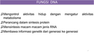 ♫Mengontrol aktivitas hidup dengan mengatur aktivitas
metabolisme
♫Perancang dalam sintesis protein
♫Mensintesis macam macam jenis RNA
♫Membawa informasi genetik dari generasi ke generasi
17
FUNGSI DNA
 