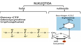 nukleosidafosfat
NUKLEOTIDA
Basa nitrogen: A,T,G,C
Gula pentosa
 