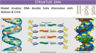 STRUKTUR DNA
Model struktur DNA double helix ditemukan oleh
Watson & Crick
 