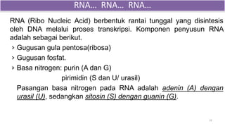 RNA (Ribo Nucleic Acid) berbentuk rantai tunggal yang disintesis
oleh DNA melalui proses transkripsi. Komponen penyusun RNA
adalah sebagai berikut.
› Gugusan gula pentosa(ribosa)
› Gugusan fosfat.
› Basa nitrogen: purin (A dan G)
pirimidin (S dan U/ urasil)
Pasangan basa nitrogen pada RNA adalah adenin (A) dengan
urasil (U), sedangkan sitosin (S) dengan guanin (G).
24
RNA… RNA… RNA…
 