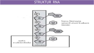 STRUKTUR RNA
 