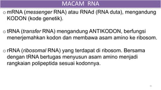 o mRNA (messenger RNA) atau RNAd (RNA duta), mengandung
KODON (kode genetik).
o tRNA (transfer RNA) mengandung ANTIKODON, berfungsi
menerjemahkan kodon dan membawa asam amino ke ribosom.
o rRNA (ribosomal RNA) yang terdapat di ribosom. Bersama
dengan tRNA bertugas menyusun asam amino menjadi
rangkaian polipeptida sesuai kodonnya.
26
MACAM RNA
 