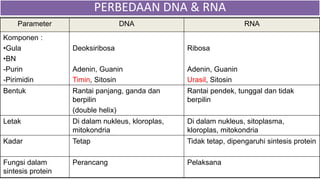 Parameter DNA RNA
Komponen :
•Gula
•BN
-Purin
-Pirimidin
Deoksiribosa
Adenin, Guanin
Timin, Sitosin
Ribosa
Adenin, Guanin
Urasil, Sitosin
Bentuk Rantai panjang, ganda dan
berpilin
(double helix)
Rantai pendek, tunggal dan tidak
berpilin
Letak Di dalam nukleus, kloroplas,
mitokondria
Di dalam nukleus, sitoplasma,
kloroplas, mitokondria
Kadar Tetap Tidak tetap, dipengaruhi sintesis protein
Fungsi dalam
sintesis protein
Perancang Pelaksana
PERBEDAAN DNA & RNA
 