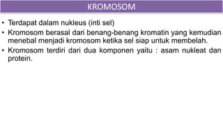 KROMOSOM
• Terdapat dalam nukleus (inti sel)
• Kromosom berasal dari benang-benang kromatin yang kemudian
menebal menjadi kromosom ketika sel siap untuk membelah.
• Kromosom terdiri dari dua komponen yaitu : asam nukleat dan
protein.
 