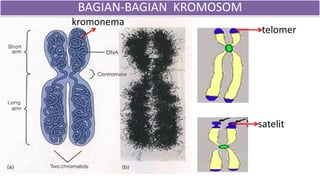 BAGIAN-BAGIAN KROMOSOM
telomer
satelit
kromonema
 