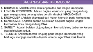 1. KROMATID : Adalah salah satu lengan dari dua lengan kromosom.
2. LENGAN KROMOSOM: Adalah bagian kromosom yang mengandung
gen, mengandung benang halus berpilin disebut KROMONEMA
3. KROMOMER : Adalah akumulasi dari materi kromatin pada kromonema
4. SENTROMER : Adalah daerah pelekukan disekitar bagian tengah
kromosom, tidak mengandung DNA
5. SATELIT : Adalah bulatan diujung lengan kromatid yang terbentuk karena
ada pelekukan kedua.
6. TELOMER : Adalah daerah terujung pada lengan kromosom yang
berfungsi menjaga stabilitas daerah tersebut agar DNA tidak terurai.
BAGIAN-BAGIAN KROMOSOM
 