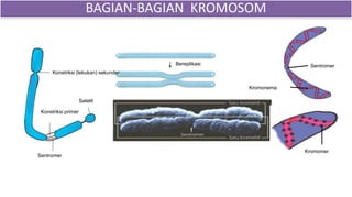 Konstriksi (lekukan) sekunder
Konstriksi primer
Satelit
Sentromer
Sentromer
Kromomer
Kromonema
Bereplikasi
BAGIAN-BAGIAN KROMOSOM
 