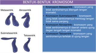 Akrosentrik
Submetasentrik
Metasentrik
Telosentrik
BENTUK-BENTUK KROMOSOM
• Kromosom Metasentrik : kromosom yang
letak sentromernya ditengah lengan
kromatid.
• Kromosom Submetasentrik : kromosom
yang letak sentromernya membagi lengan
tidak sama panjang
• Kromosom Akrosentrik : kromosom yang
letak sentromernya di daerah antara ujung
degan tengah lengan kromatid
• Kromosom Telosentrik : kromosom yang
sentromernya terletak di ujung lengan
 