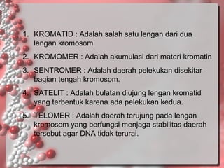 1. KROMATID : Adalah salah satu lengan dari dua
lengan kromosom.
2. KROMOMER : Adalah akumulasi dari materi kromatin
3. SENTROMER : Adalah daerah pelekukan disekitar
bagian tengah kromosom.
4. SATELIT : Adalah bulatan diujung lengan kromatid
yang terbentuk karena ada pelekukan kedua.
5. TELOMER : Adalah daerah terujung pada lengan
kromosom yang berfungsi menjaga stabilitas daerah
tersebut agar DNA tidak terurai.

 