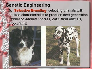 Genetic Engineering
A. Selective Breeding- selecting animals with
Breeding
desired characteristics to produce next generation
(domestic animals: horses, cats, farm animals,
crop plants)

 