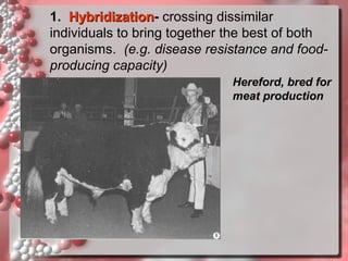 1. Hybridization- crossing dissimilar
Hybridization
individuals to bring together the best of both
organisms. (e.g. disease resistance and foodproducing capacity)
Hereford, bred for
meat production

 