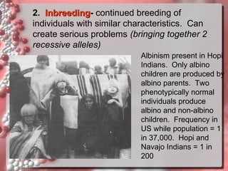 2. Inbreeding- continued breeding of
Inbreeding
individuals with similar characteristics. Can
create serious problems (bringing together 2
recessive alleles)
Albinism present in Hopi
Indians. Only albino
children are produced by
albino parents. Two
phenotypically normal
individuals produce
albino and non-albino
children. Frequency in
US while population = 1
in 37,000. Hopi and
Navajo Indians = 1 in
200

 