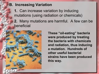 B. Increasing Variation
1. Can increase variation by inducing
mutations (using radiation or chemicals)
2. Many mutations are harmful. A few can be
beneficial
These “oil-eating” bacteria
were produced by treating
the bacteria with chemicals
and radiation, thus inducing
a mutation. Hundreds of
other useful bacterial
strains have been produced
this way.

 