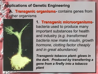 Applications of Genetic Engineering
A. Transgenic organisms- contains genes from
organisms
other organisms
1. Transgenic microorganismsmicroorganisms
bacteria used to produce many
important substances for health
and industry (e.g. transformed
bacteria now make insulin, growth
hormone, clotting factor cheaply
and in great abundance)
Transgenic tobacco plant- glows in
the dark. Produced by transferring a
gene from a firefly into a tobacco
plant

 