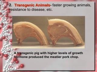2. Transgenic Animals- faster growing animals,
Animals
resistance to disease, etc.

A transgenic pig with higher levels of growth
hormone produced the meatier pork chop.

 