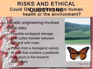 RISKS AND ETHICAL
Could GM organisms harm human
QUESTIONS
health or the environment?

• Genetic engineering involves
some risks
– Possible ecological damage
from pollen transfer between
GM and wild crops
– Pollen from a transgenic variety
of corn that contains a pesticide
may stunt or kill monarch
caterpillars

Figure 12.20A, B

 