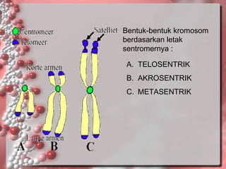Bentuk-bentuk kromosom
berdasarkan letak
sentromernya :
A. TELOSENTRIK
B. AKROSENTRIK
C. METASENTRIK

 