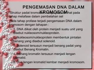 •

PENGEMASAN DNA DALAM
KROMOSOM
Struktur padat kromosom hanya jelas terlihat pada

tahap metafase dalam pembelahan sel
• Pada tahap profase terjadi pengemasan DNA dalam
kromosom dengan tahapan :
– 1. DNA diikat oleh protein menjadi suatu unit yang
disebut nukleosom/nukleoprotein.
– 2. Nukleosom/nukleoprotein membentuk pintalan
benang yang disebut solenoid.
– 3. Solenoid tersusun menjadi benang padat yang
disebut Benang Kromatin.
– 4. Benang kromatin tersusun menjadi lengan
kromatid.
– 5. Dua lengan kromatid kembar menjadi kromosom.

 