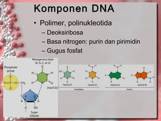Komponen DNA
• Polimer, polinukleotida
– Deoksiribosa
– Basa nitrogen: purin dan pirimidin
– Gugus fosfat

 