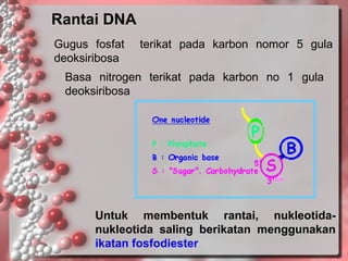 Rantai DNA
Gugus fosfat
deoksiribosa

terikat pada karbon nomor 5 gula

Basa nitrogen terikat pada karbon no 1 gula
deoksiribosa

Untuk membentuk rantai, nukleotidanukleotida saling berikatan menggunakan
ikatan fosfodiester

 