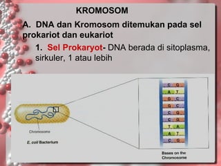KROMOSOM
A. DNA dan Kromosom ditemukan pada sel
prokariot dan eukariot
1. Sel Prokaryot- DNA berada di sitoplasma,
sirkuler, 1 atau lebih

 