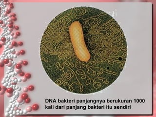 DNA bakteri panjangnya berukuran 1000
kali dari panjang bakteri itu sendiri

 