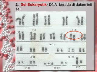 2. Sel Eukaryotik- DNA berada di dalam inti
sel

 