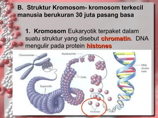 B. Struktur Kromosom- kromosom terkecil
manusia berukuran 30 juta pasang basa
1. Kromosom Eukaryotik terpaket dalam
suatu struktur yang disebut chromatin. DNA
chromatin
mengulir pada protein histones

 