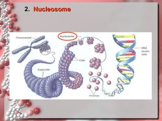 2. Nucleosome

 