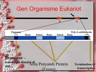 Gen Organisme Eukariot
a

g

q

Promotor –
transkripsi dimulai di
Area Penyandi Protein
sini

(Exons)

Termination of
transcription

 