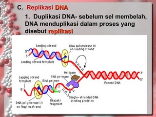 C. Replikasi DNA
1. Duplikasi DNA- sebelum sel membelah,
DNA menduplikasi dalam proses yang
disebut replikasi

 