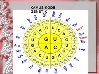 KAMUS KODE
GENETIK

 