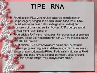 TIPE RNA
•

•

•

RNAd adalah RNA yang urutan basanya komplementer
(berpasangan) dengan salah satu urutan basa rantai DNA.
RNAd membawa pesan atau kode genetik (kodon) dari
kromosom di dalam inti sel ke ribosom. RNAd berupa rantai
tunggal yang relatif panjang.
RNAr adalah RNA yang merupakan komponen utama penyusun
ribosom. Setiap unit ribosom terdiri dari 30-46% molekul RNAr
dan 70-80% protein.
RNAt adalah RNA pembawa asam amino satu persatu ke
ribosom yang akan digunakan dalam pengurutan asam amino
sesuai urutan kodon pada RNAd. Pada salah satu ujung RNAt
terdapat tiga basa N yang disebut antikodon, sedang ujung
yang lain adalah tempat melekatnya asam amino.

 