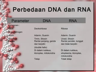 Perbedaan DNA dan RNA
Parameter

DNA

RNA

Komponen :
•Gula

Deoksiribosa

Ribosa

-Purin

Adenin, Guanin

Adenin, Guanin

-Pirimidin
Bentuk

Timin, Sitosin
Rantai panjang, ganda
dan berpilin

Urasil, Sitosin
Rantai pendek, tunggal
dan tidak berpilin

•Basa Nitrogen

Letak

(double helix)
Di dalam nukleus,
kloroplas, mitokondria

Kadar

Tetap

Di dalam nukleus,
sitoplasma, kloroplas,
mitokondria
Tidak tetap

 