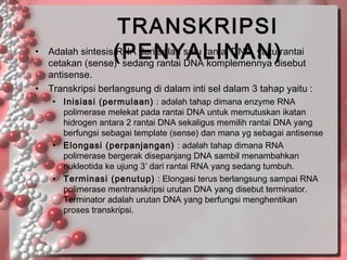•

•

TRANSKRIPSI
Adalah sintesis(PENYALINAN)rantai
RNA dari salah satu rantai DNA, yaitu
cetakan (sense) sedang rantai DNA komplemennya disebut

antisense.
Transkripsi berlangsung di dalam inti sel dalam 3 tahap yaitu :
• Inisiasi (permulaan) : adalah tahap dimana enzyme RNA
polimerase melekat pada rantai DNA untuk memutuskan ikatan
hidrogen antara 2 rantai DNA sekaligus memilih rantai DNA yang
berfungsi sebagai template (sense) dan mana yg sebagai antisense
• Elongasi (perpanjangan) : adalah tahap dimana RNA
polimerase bergerak disepanjang DNA sambil menambahkan
nukleotida ke ujung 3’ dari rantai RNA yang sedang tumbuh.
• Terminasi (penutup) : Elongasi terus berlangsung sampai RNA
polimerase mentranskripsi urutan DNA yang disebut terminator.
Terminator adalah urutan DNA yang berfungsi menghentikan
proses transkripsi.

 
