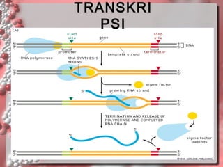 TRANSKRI
PSI

 
