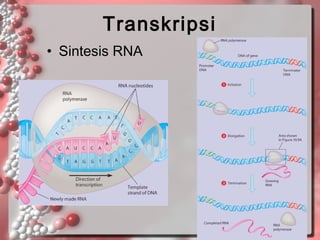 Transkripsi
• Sintesis RNA

 
